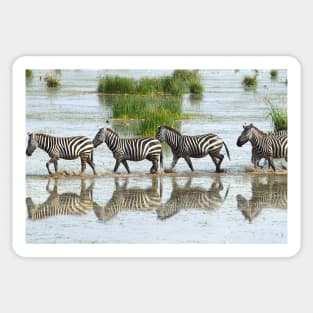Zebras Stepping Out Sticker